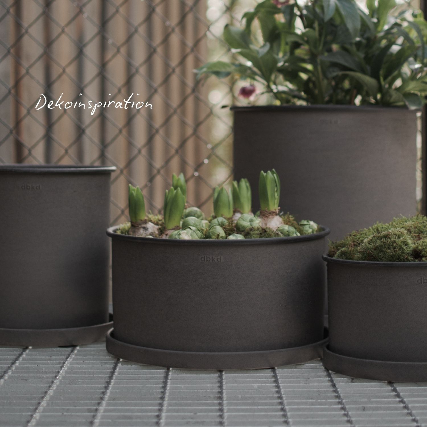 Plant Bowl groß - Braun