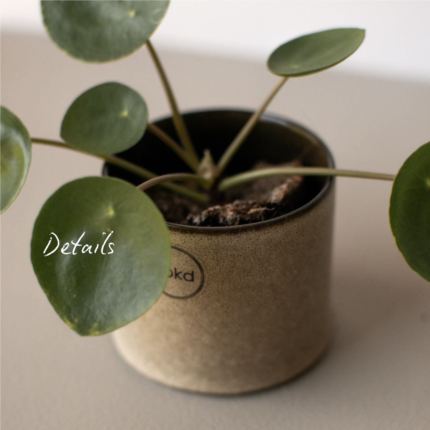 Topf Astillbe Mini - Beige